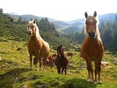 03 Cavalli in Val Sambuzza